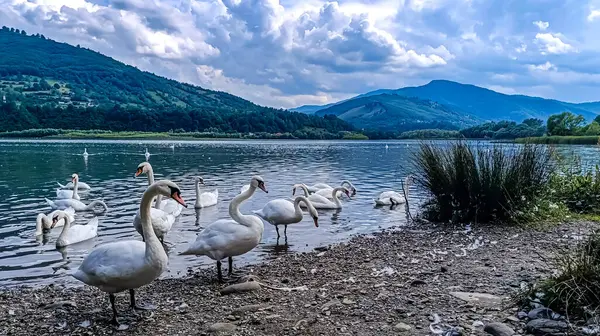 Dağlardaki gölde bir ördek sürüsü