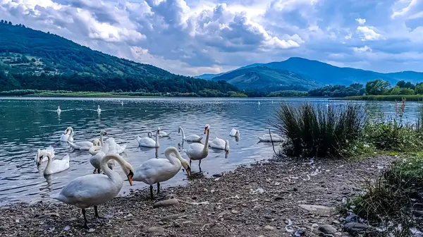 Göllü güzel bir manzara.