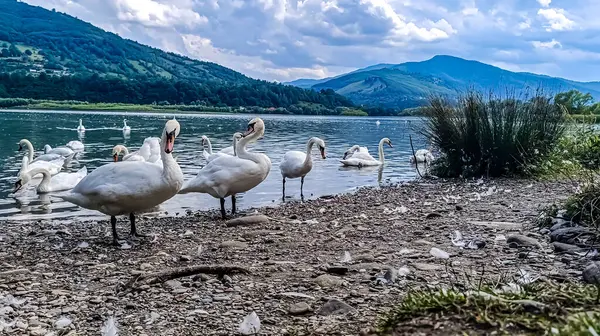 Gölde bir kuğu sürüsü