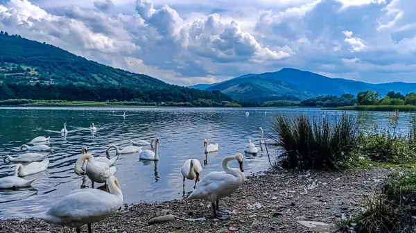 Gölün güzel manzarası parktaki gölün dağları