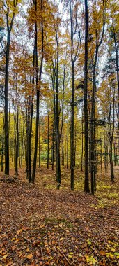 Ağaçlar ve yapraklarla dolu güzel bir manzara