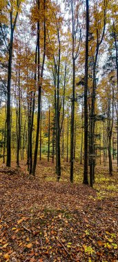 Sonbahar Orman ve ağaç