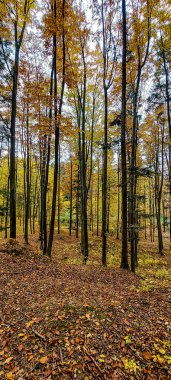 Sarı akçaağaç yapraklı güzel sonbahar ormanı