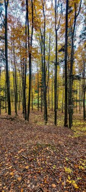 Düşen yapraklarla dolu renkli sonbahar ormanı