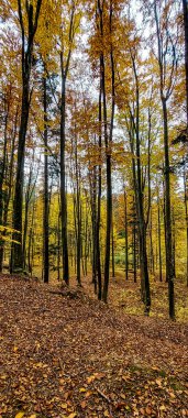 renkli sonbahar ağaçları orman