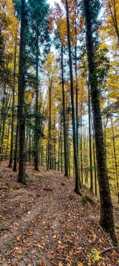 Dağlarda sonbahar ormanı