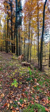 Köpek ormanda yürüyor..
