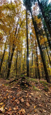 Sonbahar ormanlarının güzel manzarası