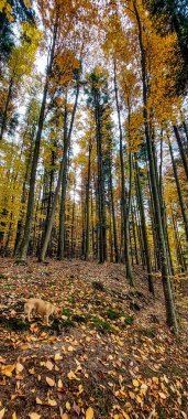 düşen sarı yapraklar ile sonbahar orman