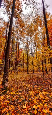 Sonbahar ormanı ve güzel renkli ağaçlar.