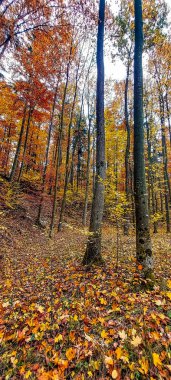 Düşen yapraklarla dolu renkli sonbahar ormanı