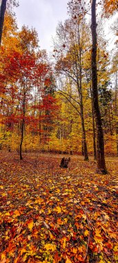 Dağlarda sonbahar ormanı