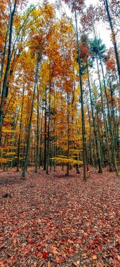 Arka planda ağaçlar olan güzel bir sonbahar ormanı
