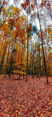 Dağlarda sonbahar ormanı