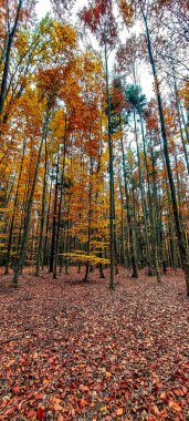 orman ve sonbahar renkleri