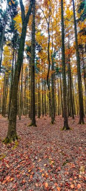 Orman sonbahar renklerinde Sabah ışığında