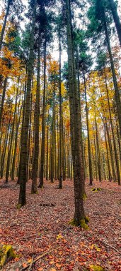 Dağlarda sonbahar ormanı