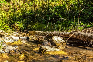 nehir orman içinde taş olan