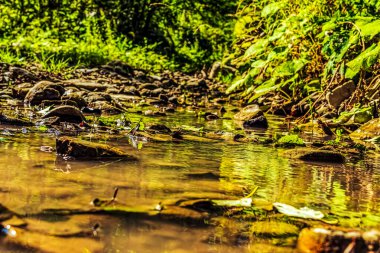 Ormandaki güzel nehir