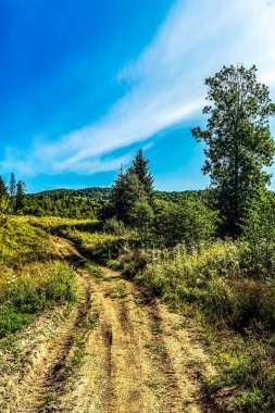 Ağaçlı ve bulutlu bir gökyüzü olan ormanda bir yolun dikey görüntüsü.