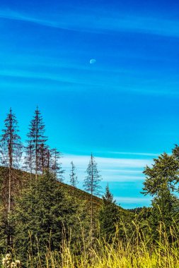 Ağacı olan güzel bir manzara