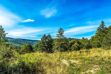 Güzel bir manzara Ağacı ve mavi gökyüzü
