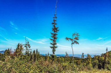 Güneşli günde güzel sonbahar ormanı