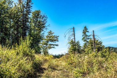Ağaçlar ve otlarla dolu güzel sonbahar manzarası