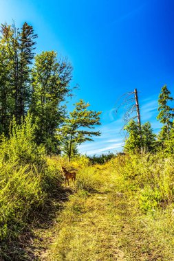 Ağacı ve köpeği olan güzel bir manzara.