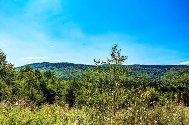Yeşil orman ve bulutlu mavi gökyüzü