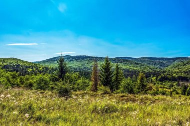 Güneşli bir günde mavi gökyüzü ve beyaz bulutlu yeşil bir ormanın güzel manzarası.