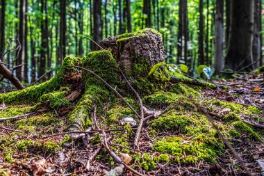 Gündüz vakti ormanda güzel bir ağaç görüntüsü.