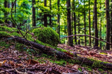 Ormanda yeşil yosunların yakın plan çekimi.