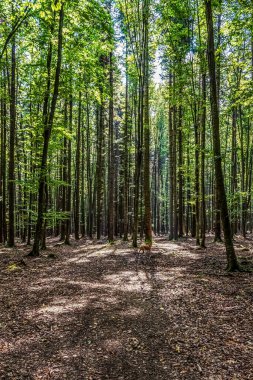 Baharda güzel yeşil çam ormanı