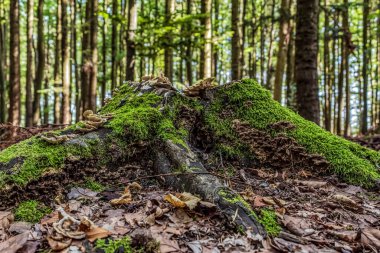 Ormanın güzel manzarası