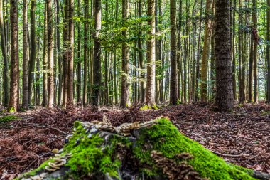 Orman ve yosunlu ağaçlar