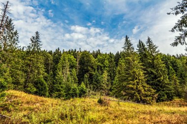 Orman ve yeşil çimenler.