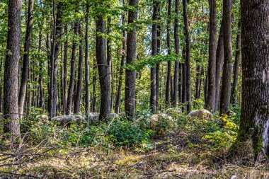Sonbaharda güzel bir orman