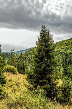 Ağaçlar ve ormanlarla dolu güzel bir manzara.