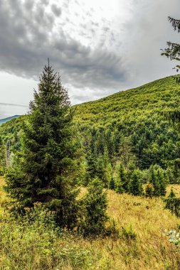 Karpat dağlarında sonbahar ormanı
