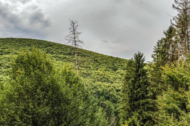 Ormanın güzel manzarası