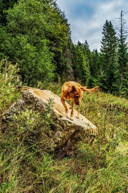 Dağlardaki Karpatlar 'da bir dağın tepesindeki köpek. Nova Scotia ördek paralı av köpeği, doğada.