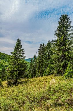 Karpaian 'daki yeşil orman