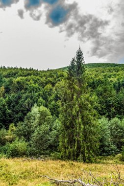 Ağacı ve bulutlu gökyüzü olan güzel bir manzara.