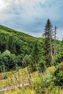 Dağ yolunda yeşil orman