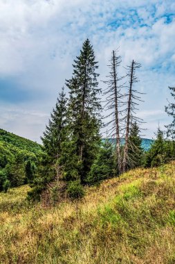 Karpat dağlarının güzel manzarası