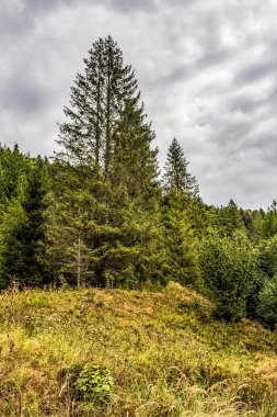 Yamaçtaki yeşil çam ağaçlarının manzarası