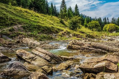 Yeşil ormanın içinden akan güzel nehir
