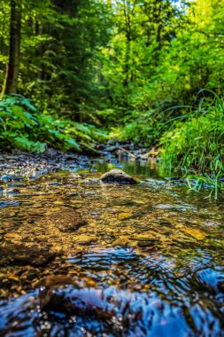 Ormanda güzel bir şelale