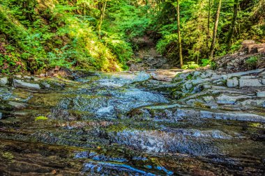 Yeşil bir ormanda küçük bir şelale.